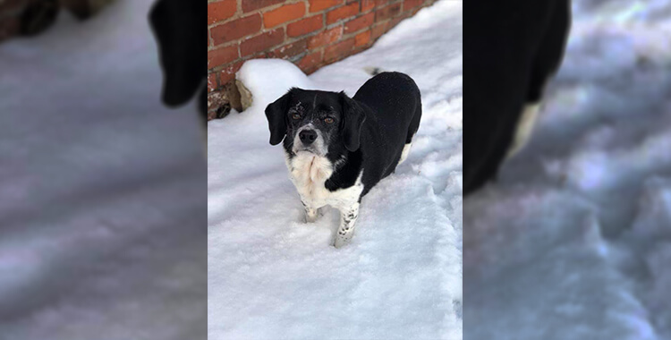 Josh May Dog Max in Snow
